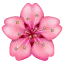 🌸 Bunga Sakura Whatsapp