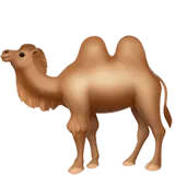 🐫 Unta Berpunuk Dua Apple