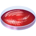 🧫 Cawan Petri Emojipedia