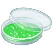 🧫 Cawan Petri Samsung