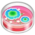 🧫 Cawan Petri WhatsApp