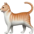 🐈 Kucing Apple