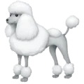 🐩 Anjing Pudel Facebook