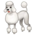 🐩 Anjing Pudel WhatsApp 1