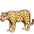 🐆 Macan Tutul Facebook