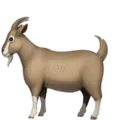 🐐 Kambing Apple