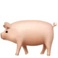 🐖 Babi Apple