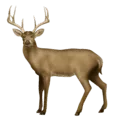 🦌 Rusa Emojipedia