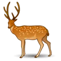 🦌 Rusa