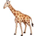 🦒 Jerapah Facebook