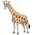🦒 Jerapah WhatsApp