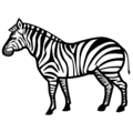 🦓 Zebra