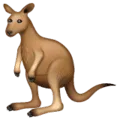 🦘 Kanguru WhatsApp