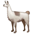 🦙 Llama WhatsApp