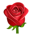 🌹 Mawar WhatsApp