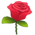 🌹 Mawar