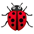 🐞 Kumbang Koksi Google