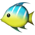 🐠 Ikan Tropis Apple