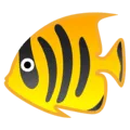 🐠 Ikan Tropis Google