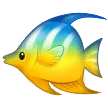 🐠 Ikan Tropis Samsung