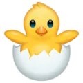 🐣 Anak Ayam Menetas WhatsApp