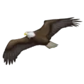 🦅 Elang Emojipedia