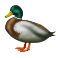 🦆 Bebek Emojipedia