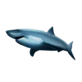 🦈 Hiu Emojipedia