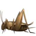 🦗 Jangkrik Apple