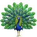 🦚 Merak Apple