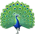 🦚 Merak Facebook