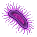 🦠 Mikroba WhatsApp
