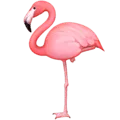 🦩 Flamingo Facebook