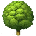 🌳 Pohon Gugur Apple