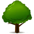 🌳 Pohon Gugur