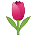 🌷 Tulip Google
