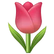 🌷 Tulip Samsung
