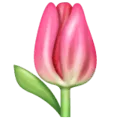 🌷 Tulip WhatsApp