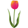 🌷 Tulip