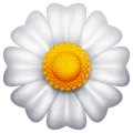 🌼 Mekar WhatsApp