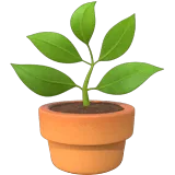 🪴 Tanaman Pot Apple