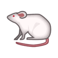 🐁 Tikus