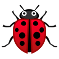 🐞 Kumbang Koksi Google