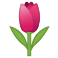 🌷 Tulip Google